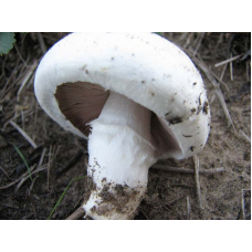 Мицелий Шампиньона лугового/ Шампиньон обыкновенный (Agaricus campestris)